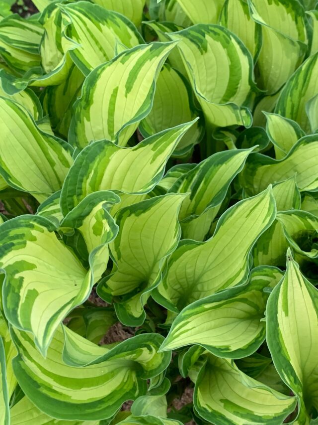 How To Grow Care For Hosta Plant Agriculture Review