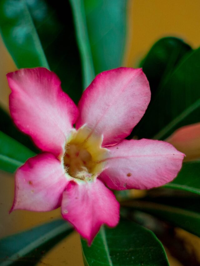 How To Grow Care For Desert Rose Adenium Agriculture Review