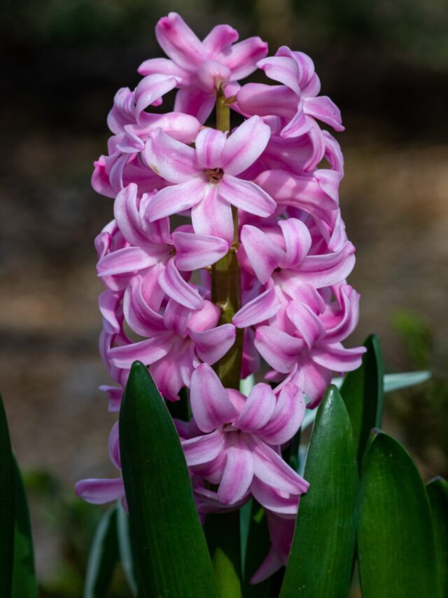 How To Plant Grow Care For Hyacinth Flower Agriculture Review