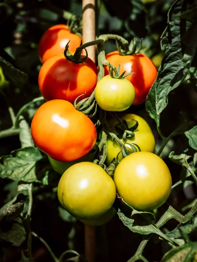 5 Steps On How To Grow Tomato From Seeds Agriculture Review