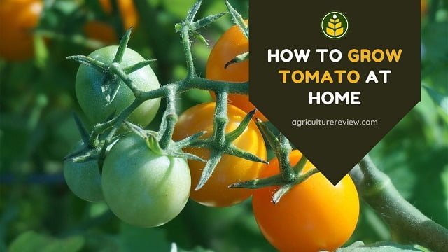 How to grow tomato at home