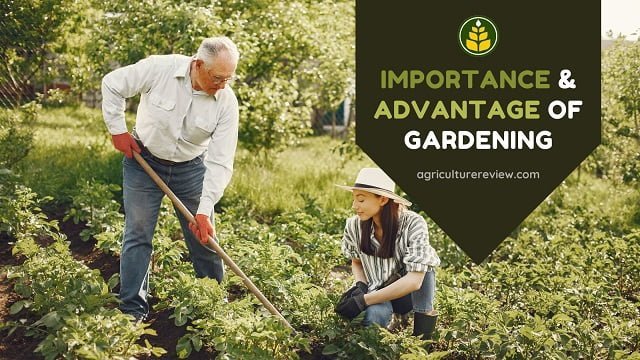 Importance & Advantage of Home Gardening!