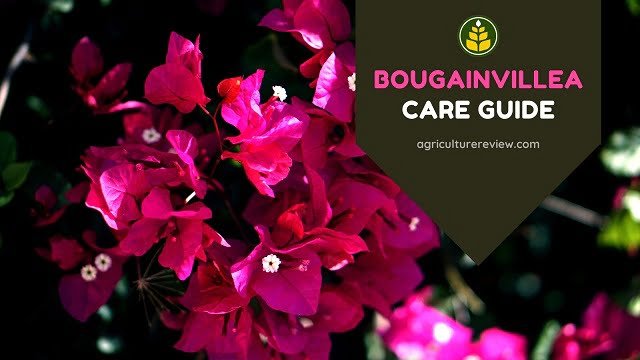 Bougainvillea Care Guide: How To Grow & Care For Bougainvillea