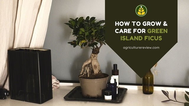 How To Grow & Care For Green Island Ficus (Ficus Microcarpa)