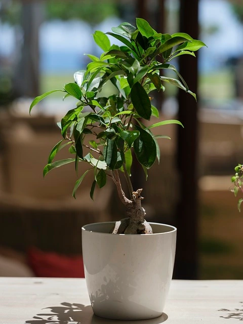 green-island-ficus