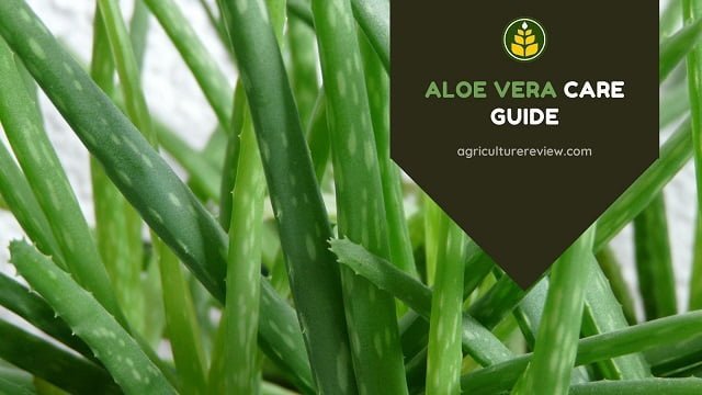 Aloevera Care Guide: How To Grow & Care For Aloe vera Plant