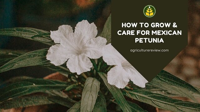 Care Of Mexican Petunia: How To Care For Mexican Petunia