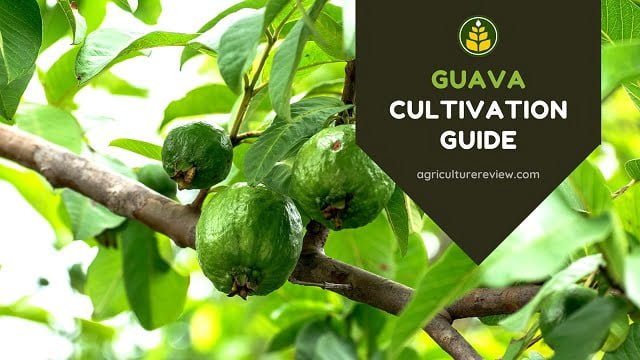 Guava Cultivation Guide: Complete Guide On Guava Framing