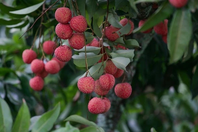 lychee tree