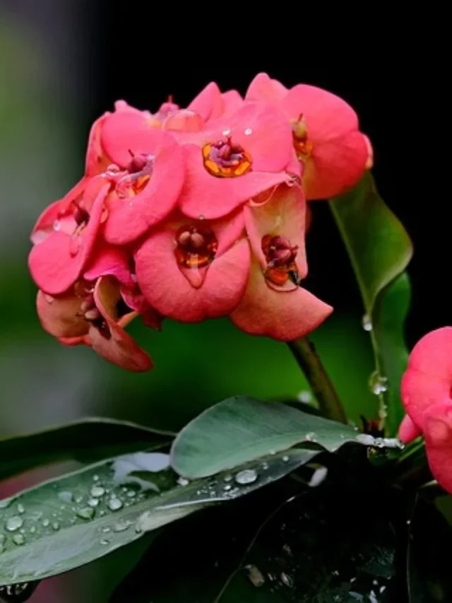How To Plant, Grow & Care For Euphorbia Milli