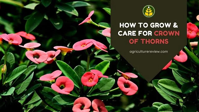 crown-of-thorns-care