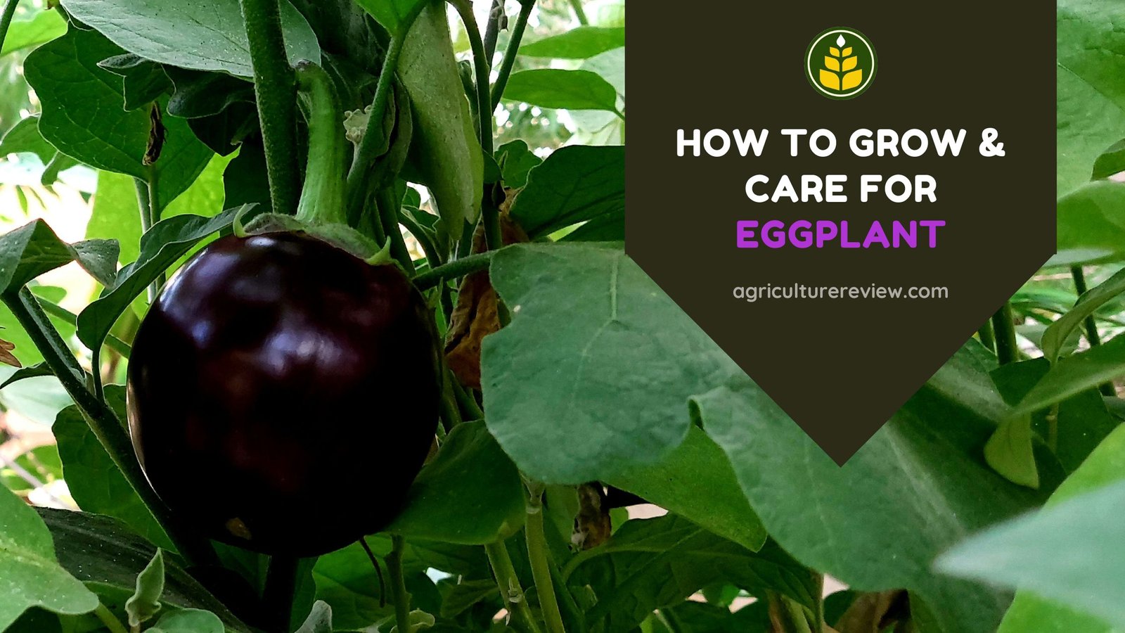 grow-eggplant