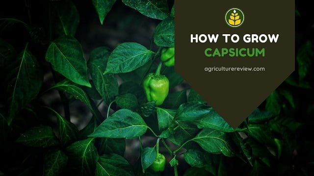 HOW TO GROW CAPSICUM- Best Guide to grow Capsicum
