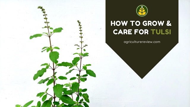 How To Grow Tulsi Plant: Make Tulsi Plant Bushier