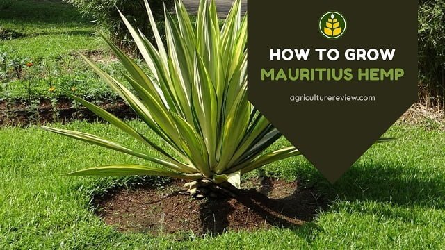 How To Grow Mauritius Hemp: Step By Step Guide