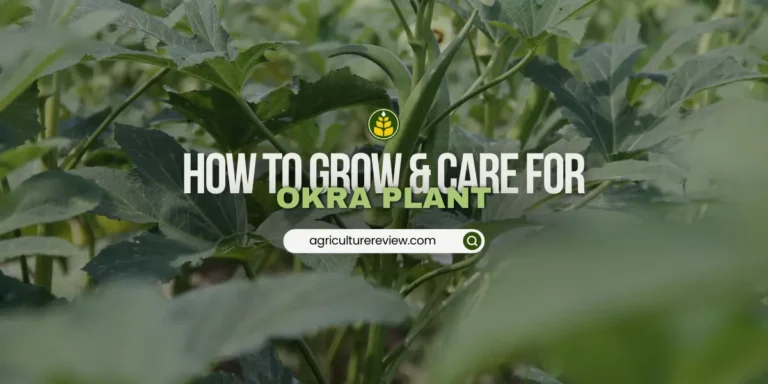 how to grow okra