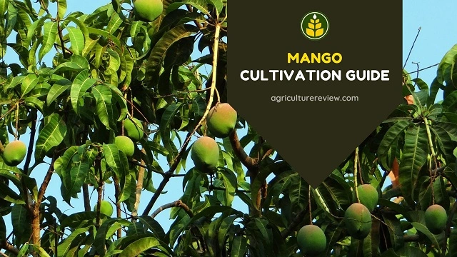 Mango Cultivation Guide: From Soil To Harvesting