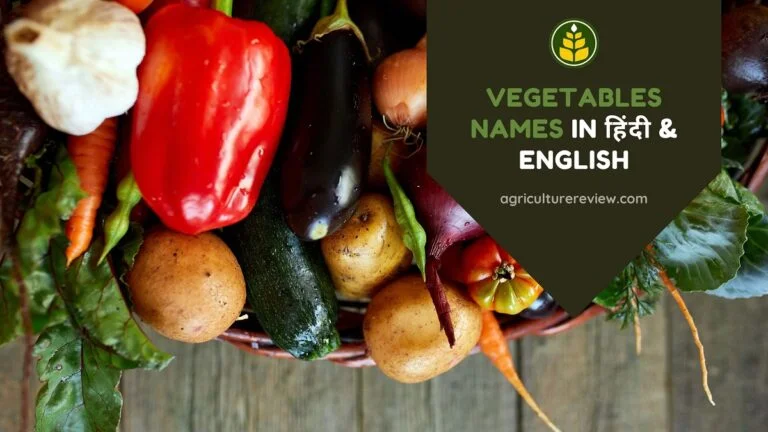 Learn Vegetables Names In Hindi & English