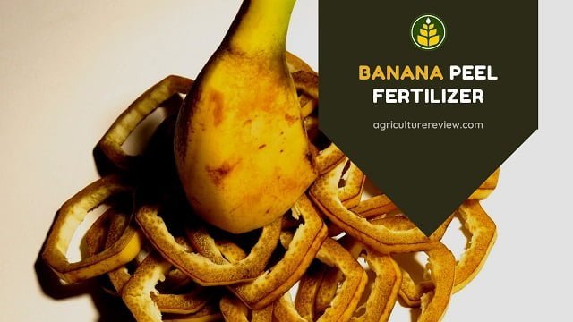 Banana Peel Fertilizer: How To Use Banana Peel As Fertilizer