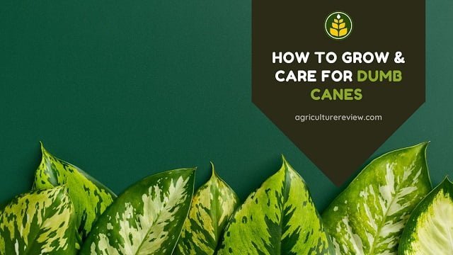 How To Grow & Care For Dumb Canes (Dieffenbachia)
