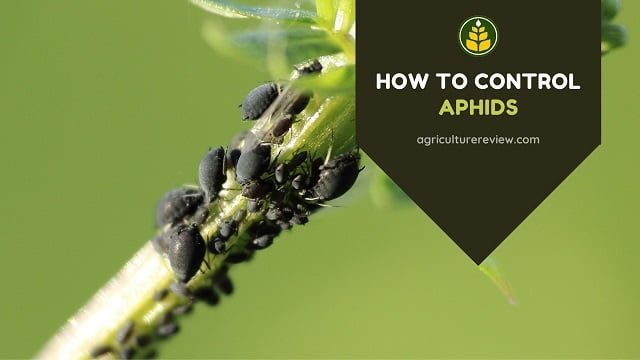 How To Control Aphids Effectively & Organically!
