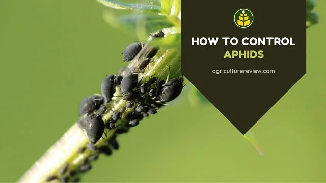 aphids-treatment