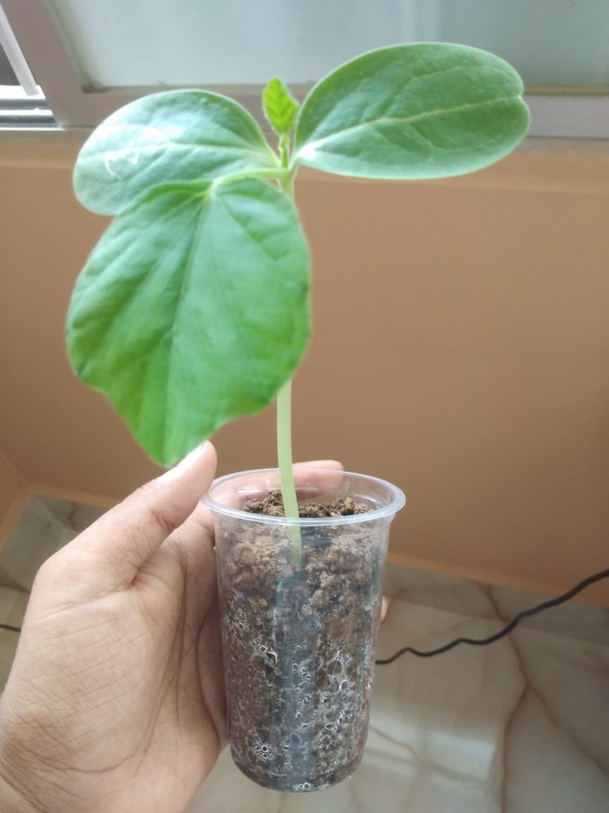 bottle-gourd-seedling