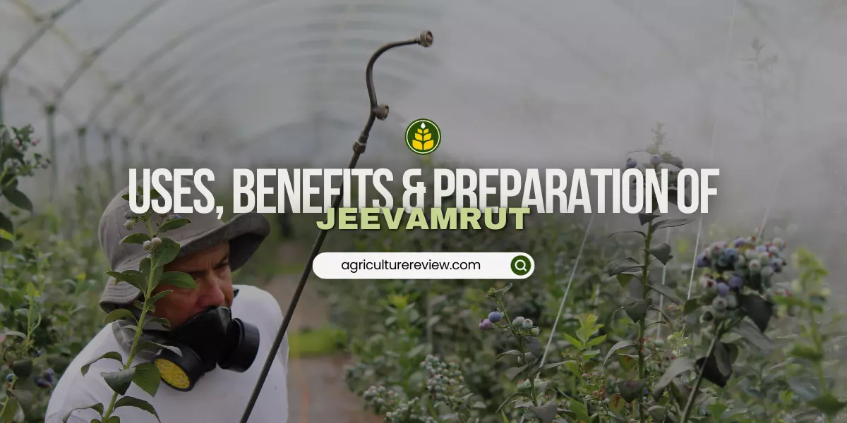 jeevamrut-preparation-benefits-uses