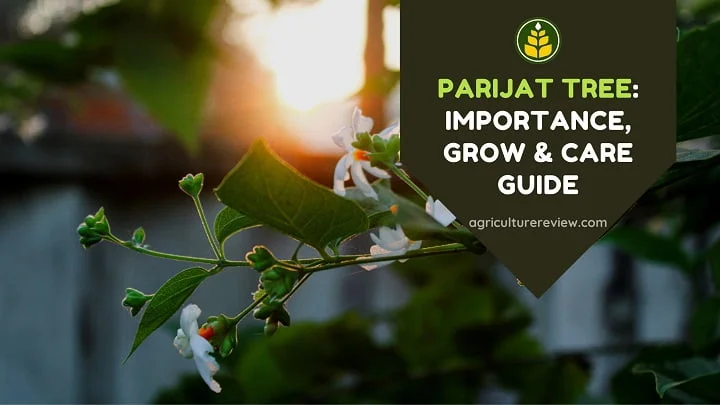 Parijat Tree (Night Blooming Jasmine): Importance,Grow & Care Guide