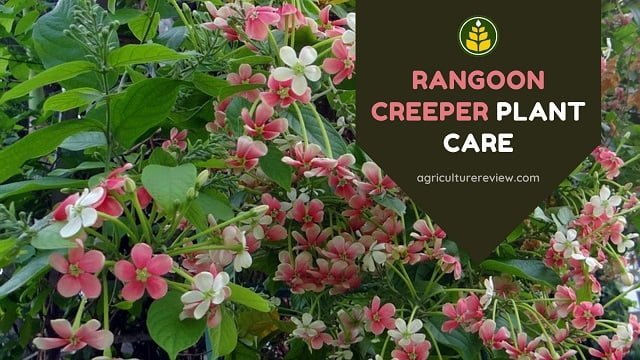 RANGOON CREEPER: Complete Guide To Grow & Care Rangoon Creeper