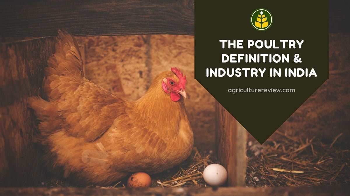 the-poultry-definition-industry-in-india-agriculture-review