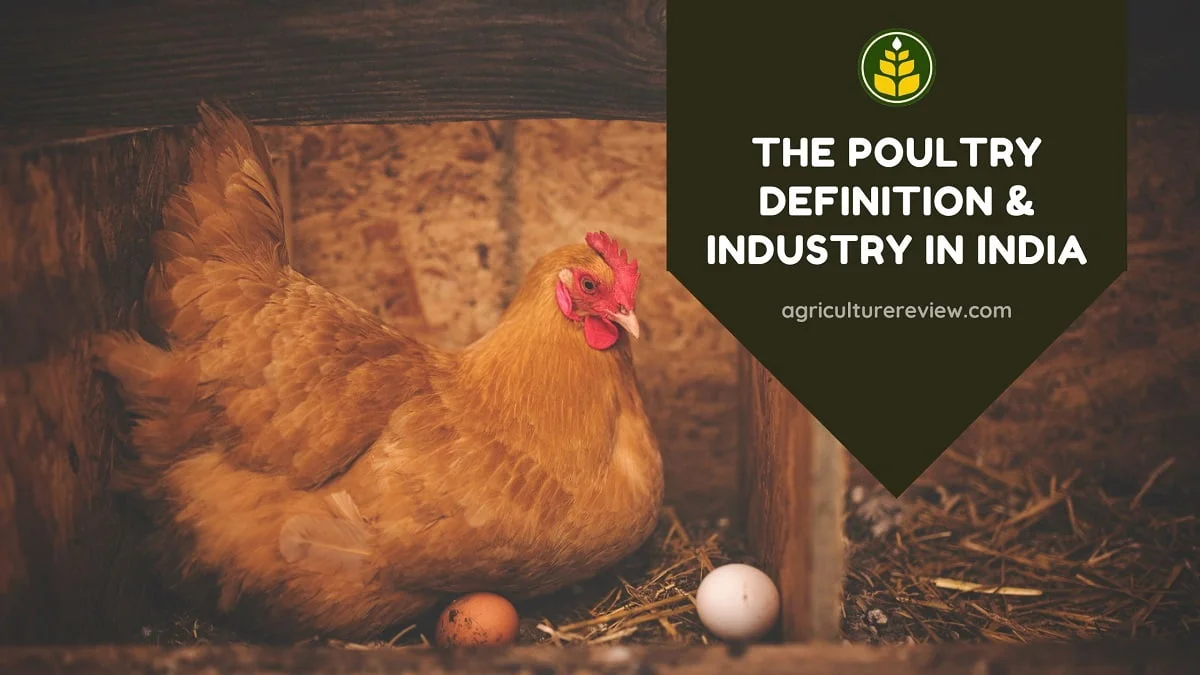 poultry-definition
