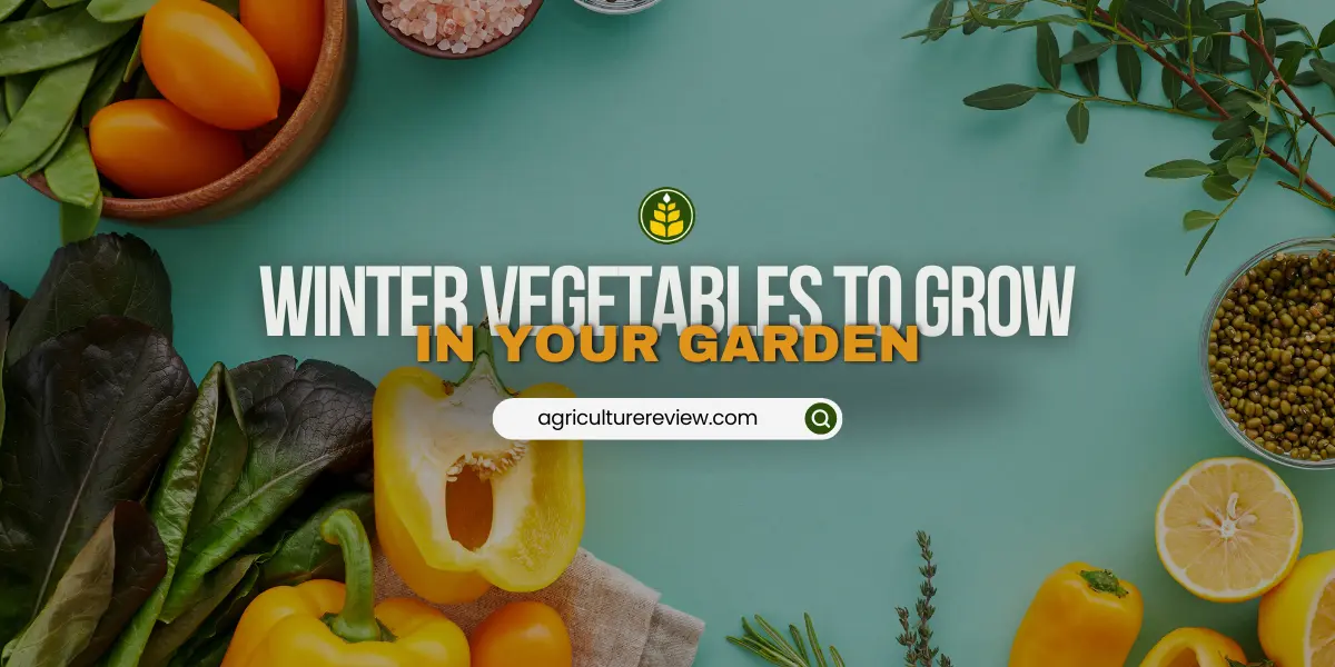 winter-vegetables-that-you-can-grow-in-garden