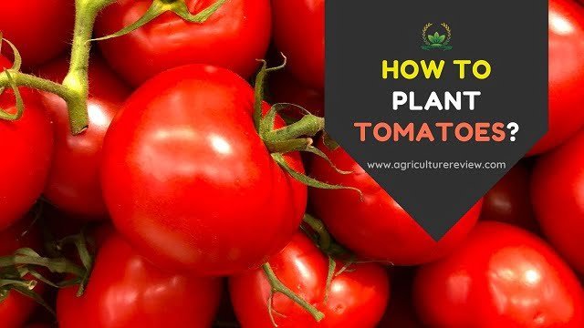 HOW TO PLANT TOMATOES? By Agriculture Review