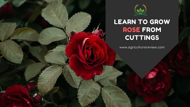 HOW TO GROW ROSE FROM CUTTINGS? Follow these easy steps!