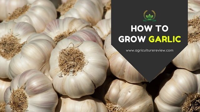 HOW TO GROW GARLIC: Propagation to Harvesting