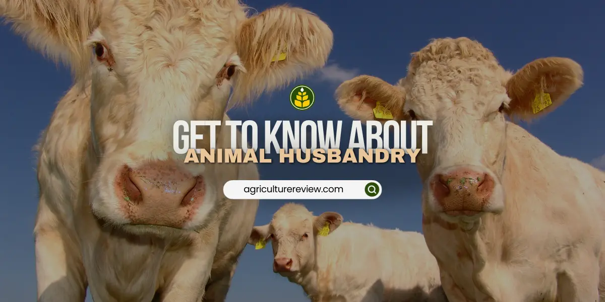 what-is-animal-husbandry-and-cattle-farming