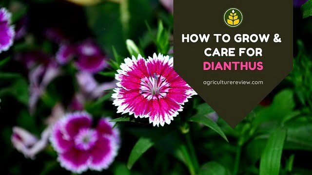 How To Grow & Care For Dianthus