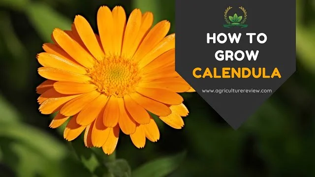 CALENDULA: How to Grow, Plant and Care for Calendula