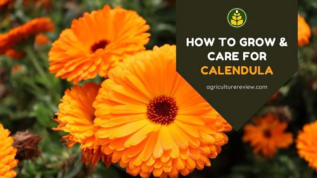 How To Grow Plant & Care For Calendula