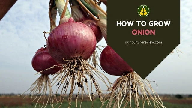 how-to-grow-onion