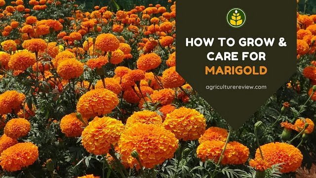 How To Grow & Care For Marigold