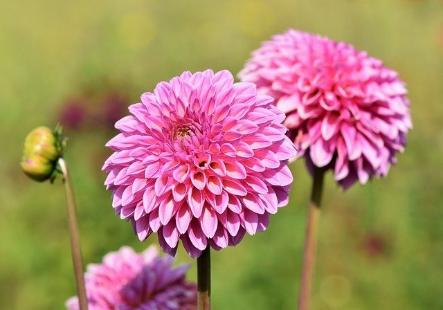 pink dahlia flowers