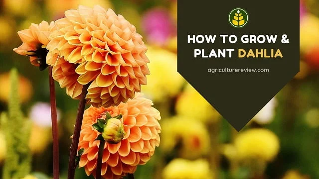 How To Plant & Care For Dahlia
