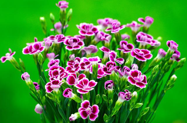 sweet-william-flower