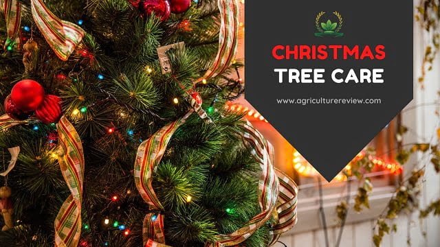 Christmas tree care