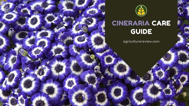How To Grow & Care For Your Cineraria Plant