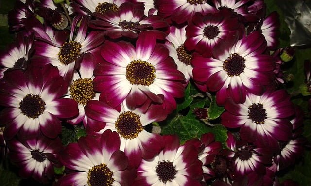 cineraria plant