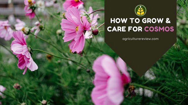 How To Grow & Care For Cosmos