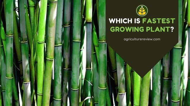 Which Is The Fastest Growing Plant In The World!